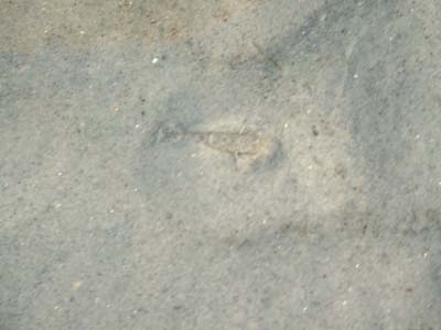 BeachDay_(06-17-2003)_019