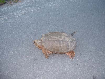 BeachDay_(06-17-2003)_024