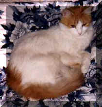 Photo: "New Kitty" curls up