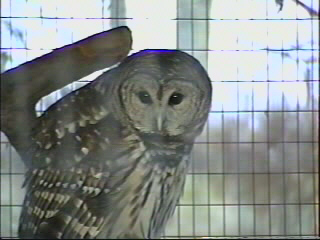 Hooded Owl