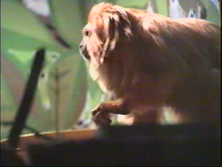 Golden Lion Tamarind