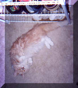 Winston on the Floor