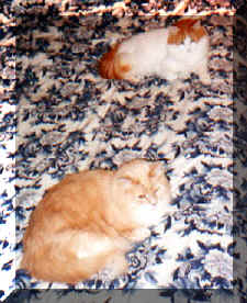 Winston & Vanna