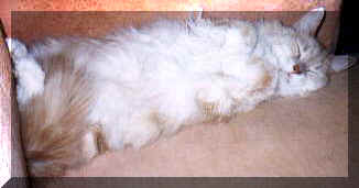 Photo: Winston sleeps through the cracks...