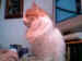 One of my cats